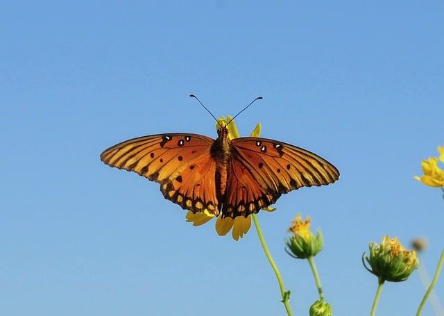 Download free HD stock image of Butterfly Nature Free Butterfly Nature photo and picture